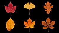 Autumn leaves collection isolated on transparent background, featuring maple, ginkgo, and oak leaves in red, orange, and yellow tones. Ready for t-shirt design, clipart, stickers, and print-on-demand projects.