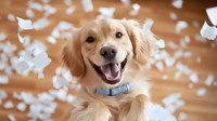 Happy golden retriever with light cream coat wearing blue collar surrounded by white confetti on wooden floor background.