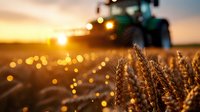 Golden wheat field at sunset with agricultural machinery harvesting in background, suitable for farming, agriculture, and harvest-themed designs.
