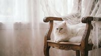 Fluffy white Persian cat sitting on elegant vintage wooden chair with carved details in soft natural light by window with flowing curtains.
