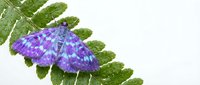Purple butterfly with iridescent wings resting on green fern leaf against white background, nature insect specimen for educational and design purposes.