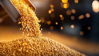 Golden grain pouring from container creating heap with bokeh background. Suitable for agriculture, food production, harvest, and commodity trading concepts.