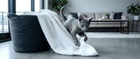 Gray tabby cat playing with white towel near black woven basket in modern minimalist home interior with potted plant and furniture in background.