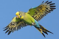 Green and yellow budgie parakeet in flight against blue sky, wings spread wide showing detailed feather pattern and natural flying motion, vibrant plumage display.