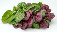 Fresh green and red spinach leaves arranged in bunch on white background, organic healthy vegetable produce for cooking and salads, isolated.