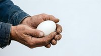 Mature man with weathered hands holding white sphere against neutral background, wearing denim sleeve, suitable for business concepts and design projects.