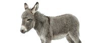 Gray donkey foal standing in profile on white background, isolated farm animal ready for design projects and educational materials.