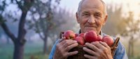 Senior Caucasian male farmer holding fresh red apples in wicker basket during golden hour harvest time in orchard with warm sunlight filtering through trees.