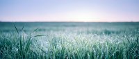 Fresh green grass field with soft focus background under pastel sky. Natural outdoor scene for wellness, spring growth, and environmental concepts.