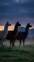 Three llamas standing in misty pasture at dawn with mountain backdrop, suitable for wildlife, nature, and farm-related projects.