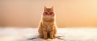 Adorable orange tabby cat sitting peacefully on wooden floor in warm golden sunlight streaming through window creating cozy domestic atmosphere.