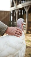 Close-up of a farmer's hand gently touching a white turkey with pink head and neck on a farm. Suitable for agricultural, poultry farming, and animal husbandry content.