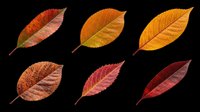 Autumn leaves in various fall colors isolated on transparent background, ready for clipart, t-shirt design, stickers, print-on-demand products, and sublimation projects.
