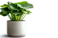Alocasia plant with large green leaves in modern gray ceramic pot on white background, minimalist home decor style for interior design and gardening projects.