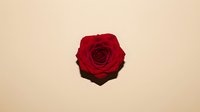 Single red rose bloom on neutral beige background with soft shadow. Romantic flower for Valentine's Day, love concepts, wedding designs, greeting cards.
