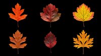 Autumn maple leaves in various fall colors isolated on transparent background, ready for t-shirt design, clipart, stickers, sublimation and print-on-demand projects.