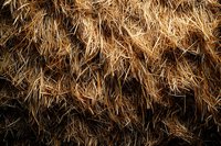 Golden dry hay texture close-up, natural agricultural background with straw fibers creating organic pattern for rustic design projects.