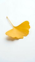 Single golden ginkgo leaf isolated on white background for autumn design projects and seasonal decorations.