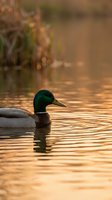 Male mallard duck swimming in golden sunset water with warm bokeh reflections creating peaceful wildlife scene for nature photography and outdoor content.