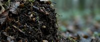 Rich dark soil with decomposing leaves and organic matter in forest floor ecosystem. Natural compost and humus formation in woodland environment.