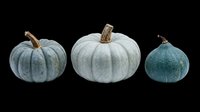 Three blue-gray pumpkins isolated on transparent background, ready for fall clipart, Halloween stickers, autumn t-shirt design, print on demand, and sublimation projects.