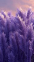 Purple pampas grass plumes against sunset sky creating dreamy natural background with soft focus and ethereal lighting effect.