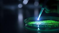 Laboratory scientist conducting research with green fluorescent sample in petri dish using precision pipette in modern scientific facility.