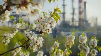 White cherry blossom branches against blurred industrial background creates striking contrast between nature and urban development. Fresh spring flowers bloom.