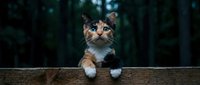 Tabby and white cat with alert expression peering over wooden fence or ledge against dark blurred forest background, suitable for pet, nature, and animal-related designs.