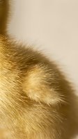 Golden animal fur texture close-up with soft fluffy hair strands creating warm natural pattern for pet care and wildlife photography backgrounds.