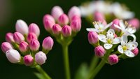 Pink and white flower buds blooming in clusters with soft focus green background. Spring garden botanical macro photography for nature and floral designs.