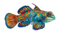 Colorful mandarin fish with vibrant blue, orange, and turquoise patterns isolated on white background, suitable for marine design projects and educational materials.