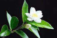 White jasmine flower and buds with glossy green leaves on black background, macro botanical photography showing delicate petals and fresh foliage.