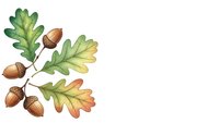Autumn oak branch with acorns and colorful leaves isolated on white background for seasonal design projects and nature-themed graphics.