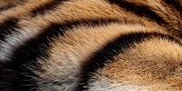 Close-up macro shot of tiger fur texture showing natural striped pattern with orange, black and white colors. Detailed view of wild animal coat surface.