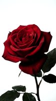 Deep red rose with water droplets isolated on white background, perfect for floral designs, greeting cards, and romantic themed projects.