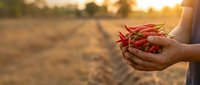 Fresh red chili peppers held in cupped hands during golden hour sunset in agricultural field, harvest season concept for organic farming and spicy food.