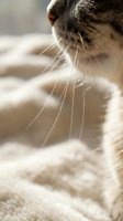 Close-up of tabby cat's face with prominent whiskers and soft fur, resting on cream-colored blanket. Suitable for pet care, wellness, and lifestyle content.