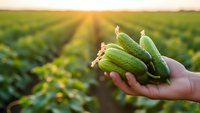 Fresh green cucumbers held in farmer hands over agricultural field at golden sunset showcasing organic vegetable harvest and sustainable farming practices.
