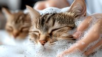 Adorable tabby cat enjoying bath time with soap bubbles, relaxed expression while being washed by caring hands, soft focus on wet fur and foam.