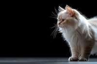 Elegant white Birman cat with blue eyes and cream points standing gracefully against dark background, side view portrait showing luxurious fluffy coat and alert pose.