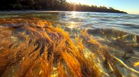 Underwater view of golden seaweed swaying in crystal clear ocean water during sunset, with sunbeams penetrating surface creating magical light patterns.