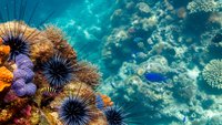 Vibrant coral reef ecosystem with sea urchins and colorful marine life in crystal clear tropical waters showcasing underwater biodiversity and ocean habitat.