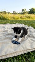 Black and white kitten exploring fresh blueberries on linen blanket in sunny meadow with wildflowers and trees, outdoor summer picnic scene.