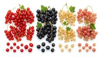 Red currants, black currants, white currants and pink currants with leaves isolated on white background, fresh berries for healthy eating and culinary use.