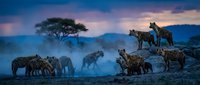 Spotted hyenas gathering at twilight in African savanna landscape with acacia tree and dramatic purple sky during golden hour wildlife photography.