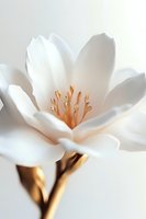 Delicate white magnolia blossom with golden stamens on metallic bronze stem against soft white background, macro photography showing intricate floral details.