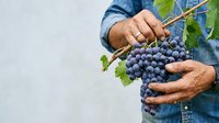 Farmer holding fresh dark purple grapes with green leaves in hands, harvesting ripe fruit from vineyard. Agriculture and wine production concept.