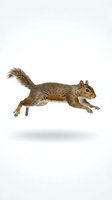 Gray squirrel leaping mid-air, isolated on white background, fluffy tail extended, ready for design, print, and wildlife projects.