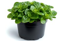 Fresh spinach plant growing in black plastic pot, bright green leaves showing healthy growth on white background, isolated for gardening and food concepts.